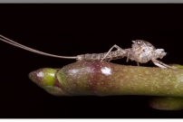 Une exuvie d'un phmre mle (phmroptre - Baetidae - Cloeon dipterum)
